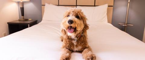 Pet-Friendly Hotels